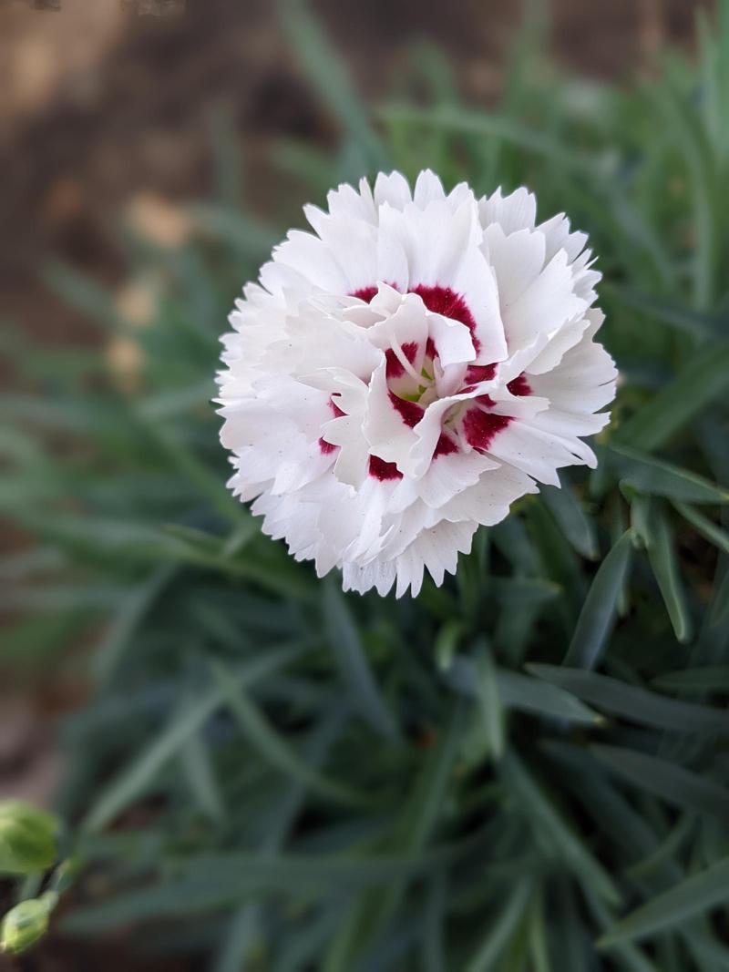 a ruffly white flower with some crimson in the center, with bushy, spiky single leaves