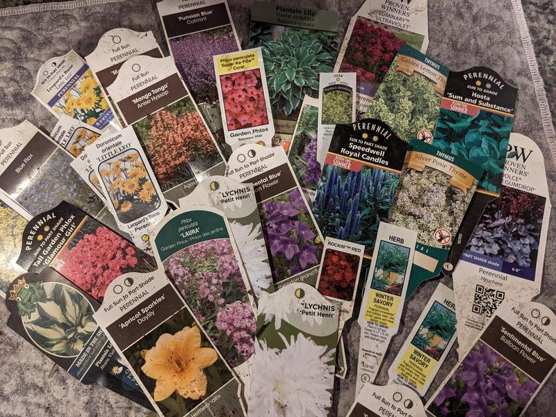 a bunch of plant tags showing names and photos: speedwell, little leo, coral bell, mango tango anise hyssop, blue flax, daylily, phlox, hostas, savory, thyme, catmint, balloon flowers