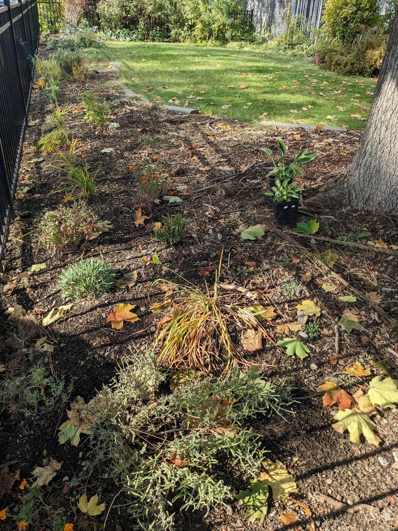 a stretch of front yard along a black metal fence, with a few feet of dirt and mulch beside the fence, and a lawn beyond