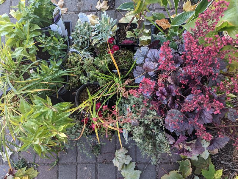 a bunch of perennial plants huddled in their nursery pots, waiting to be put in the ground