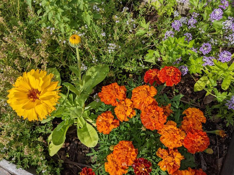 top down view of a garden bed filled with thyme, flowering calendula, marigolds, and alyssum, and some parsley and basil