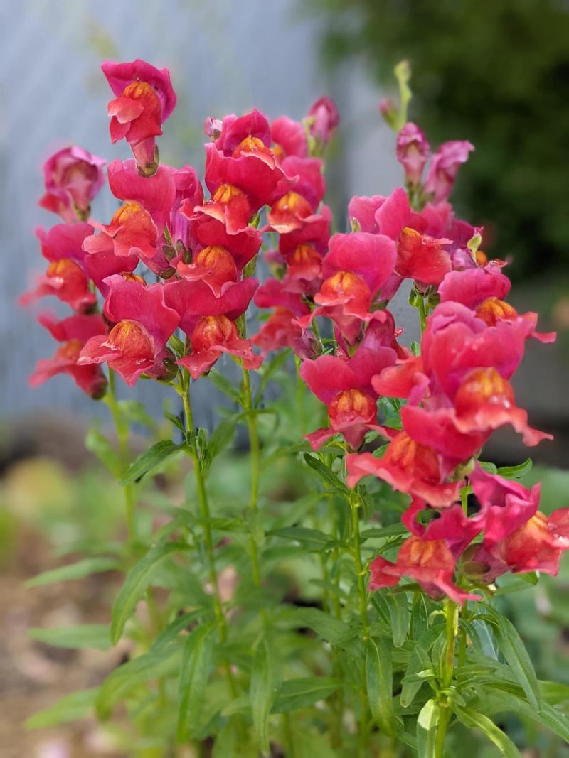 a cluster of snapdragon spires in bloom