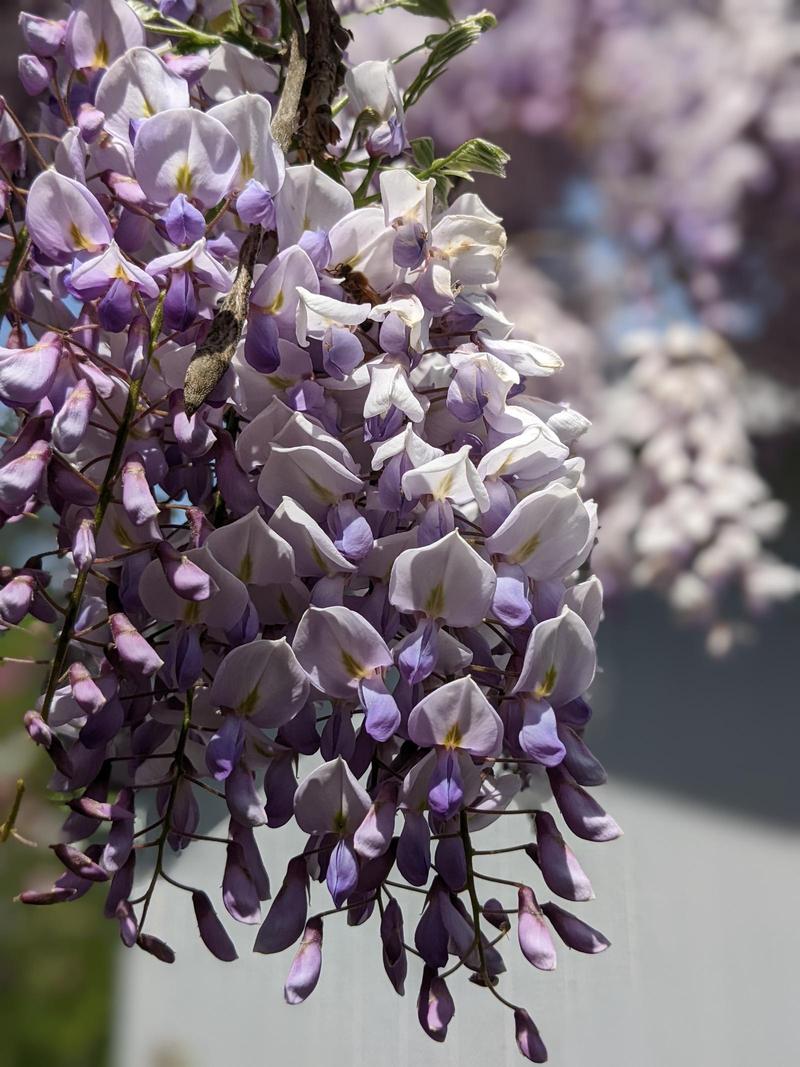 wisteria blossoms hanging down in the sunlight