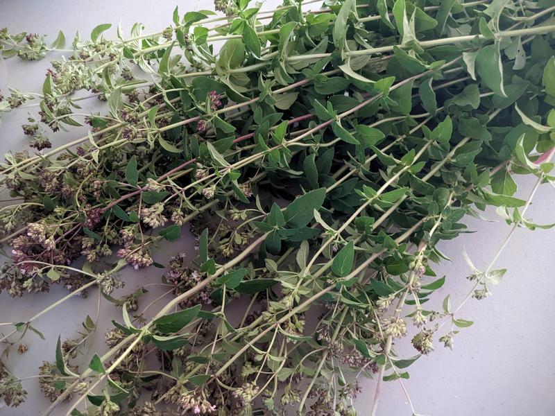 oregano stalks lying in a bunch on a table
