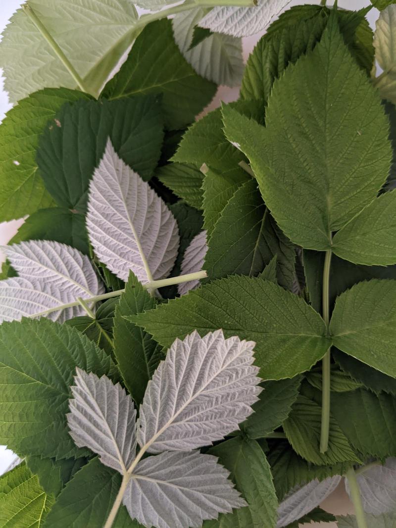 a pile of raspberry leaves