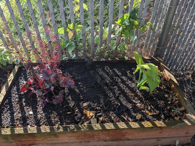 a young coral bell and a young hosta in a raised garden bed, in dappled light by a chain link fence