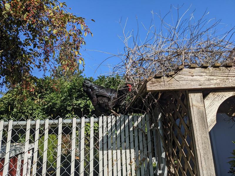 a black chicken on top of a chain-link fence beside a wooden arbor