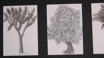 three pen line drawings of trees in a black matte frame, on the left a joshua tree, in the middle an olive tree, on the right a palm tree