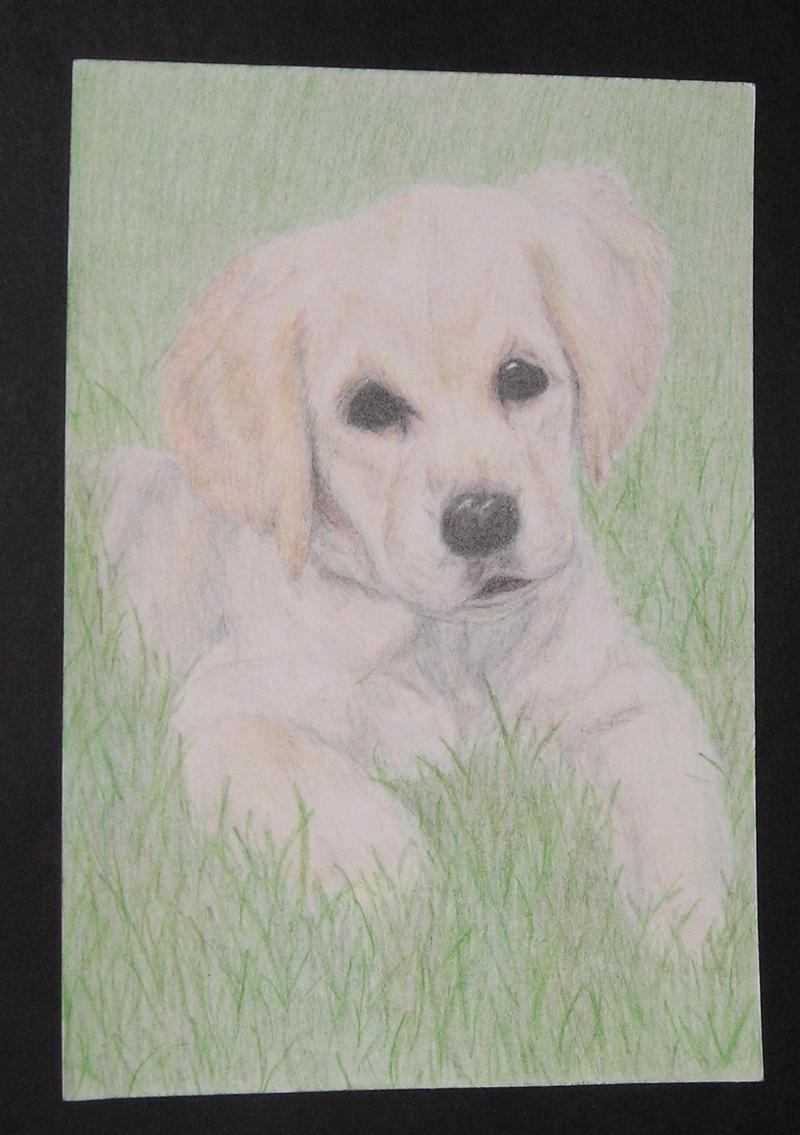 a colored pencil drawing of a golden retriever puppy laying in the grass