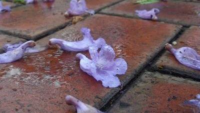 purple jacaranda flower blossoms fallen on a brick walkway, scattered, wet from rain; green trees blurred in the background