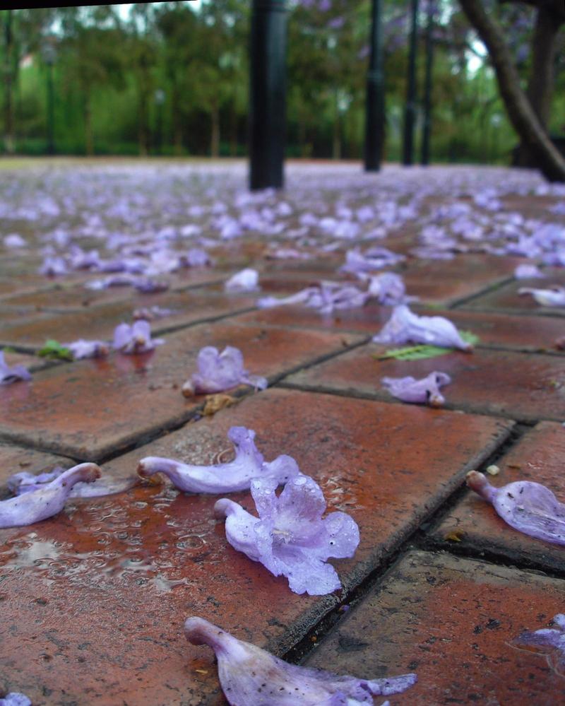 purple jacaranda flower blossoms fallen on a brick walkway, scattered, wet from rain; green trees blurred in the background