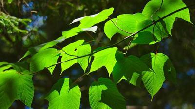 big green leaves on a thin branch in dappled sunlight