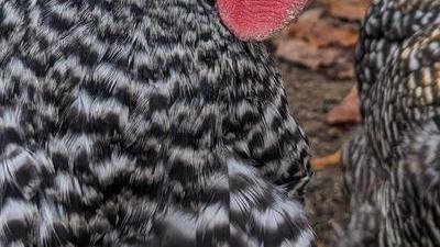 Close up portrait of a chicken face, beak pointing to the right