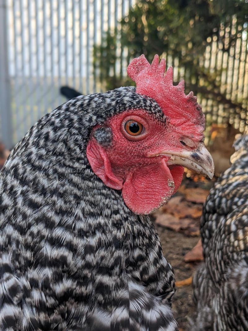 Close up portrait of a chicken face, beak pointing to the right