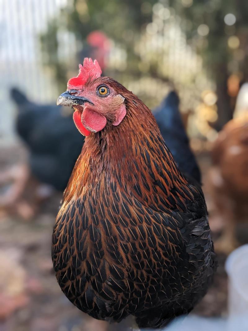 a black star hen posing with her beak up to the left, looking at the camera with one bright eye