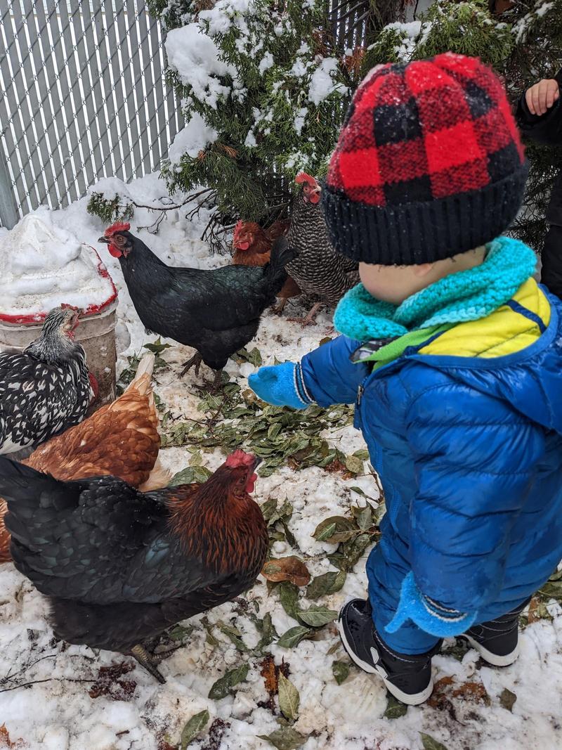 A small child in a puffy snowsuit reaching for a hen, standing in the snow, several other hens beyond