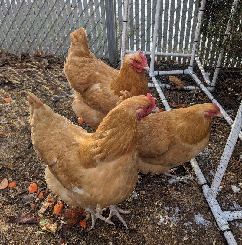 three light brown hens standing on a muddy leafy ground in front of a chain link fence and beside some netting stretched over pvc pipes like a netting wall