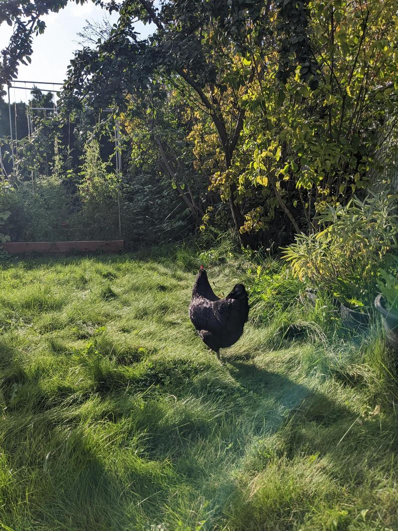 a black hen standing in an overgrown grassy lawn in front of a verdant collection of garden and shrubs