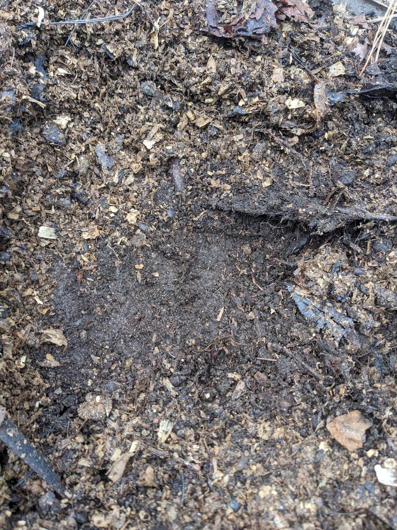 dirt, wet leaves, wet pine shavings, all mixed up together on the ground