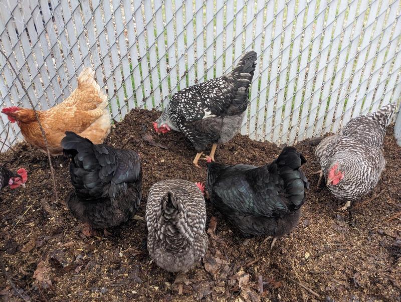 a flock of hens pecking a pile of dirt and wet leafy material in front of a chain link fence