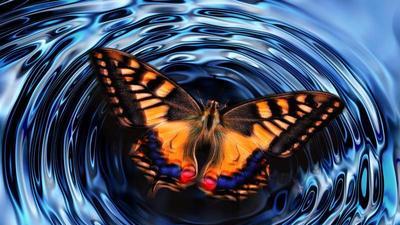 orange and black butterfly with wings open resting on the surface of water with ripples going out around it