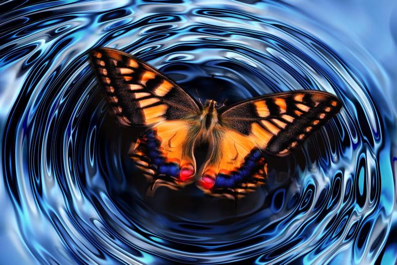 orange and black butterfly with wings open resting on the surface of water with ripples going out around it