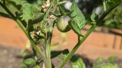 a tiny green tomato growing on a tomato plant