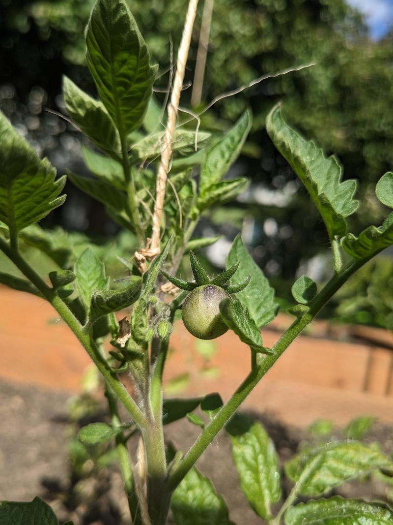 a tiny green tomato growing on a tomato plant