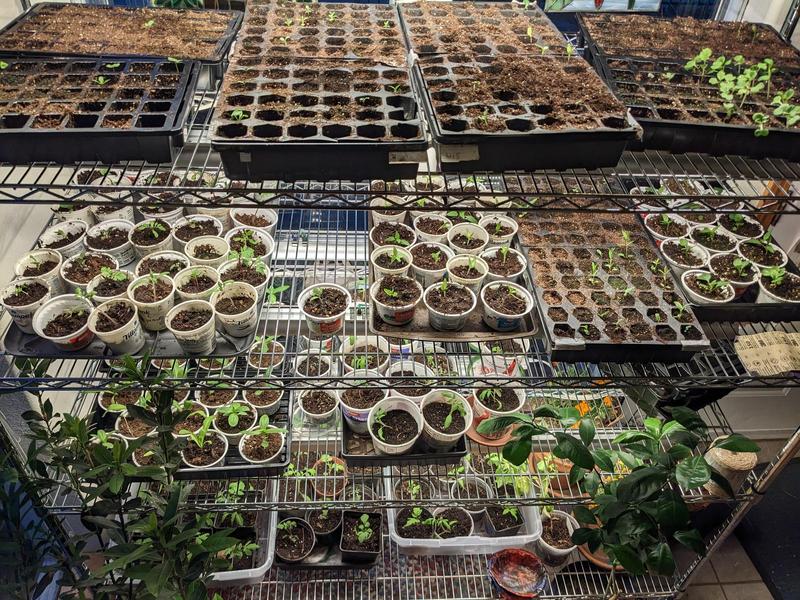 metal shelves filled with seed trays and containers of baby plants