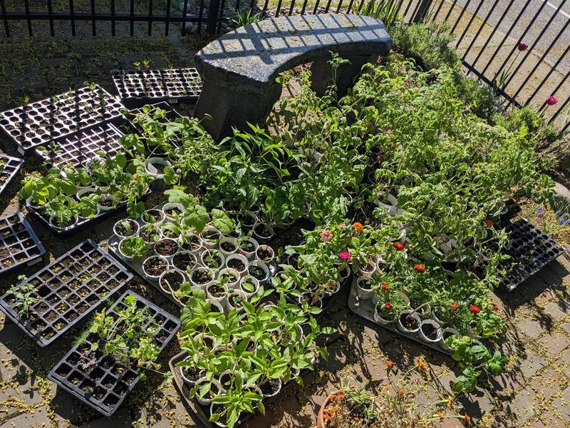 a bunch of seed trays and plants in small containers in trays on a brick patio in the sun