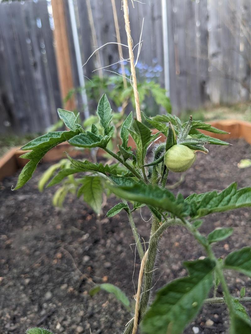 closeup of a baby green tomato growing on a tomato plant