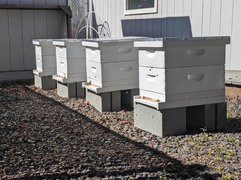 four white boxy langstroth beehives in row, each sitting atop cinderblocks in a rocky area along the side of a house