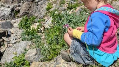 a young girl three and a half years old sits on a rock in the mountains in Glacier National Park, looking down at a flower in her hand