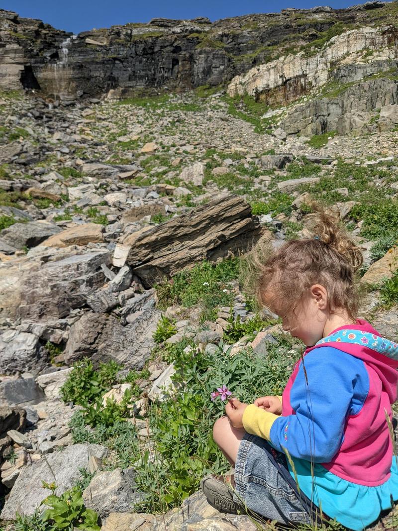 a young girl three and a half years old sits on a rock in the mountains in Glacier National Park, looking down at a flower in her hand
