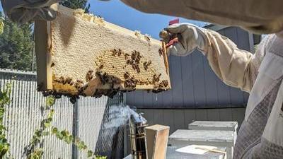 a man in a white beekeeping suit holding up a frame from a hive covered in comb and bees