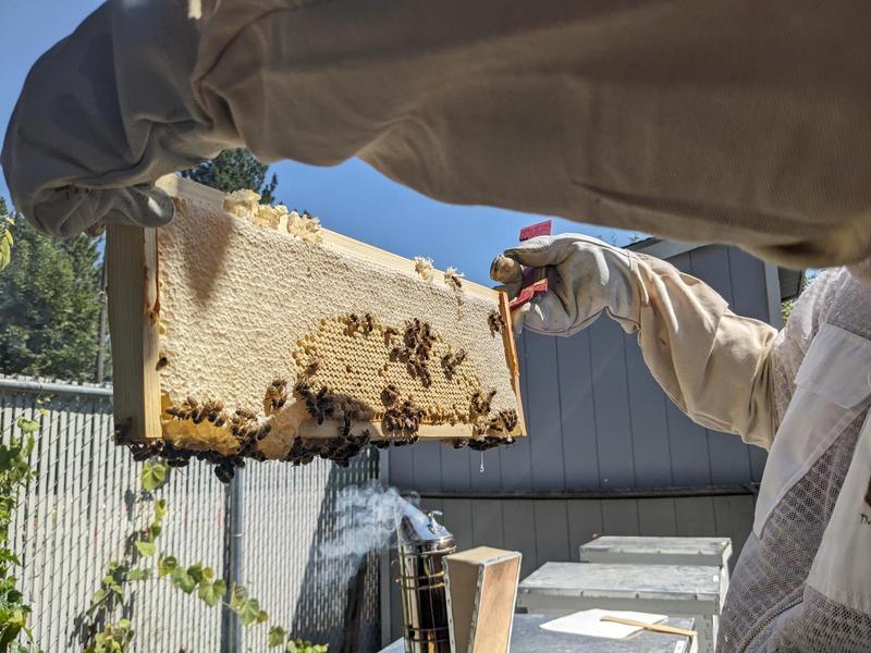 a man in a white beekeeping suit holding up a frame from a hive covered in comb and bees