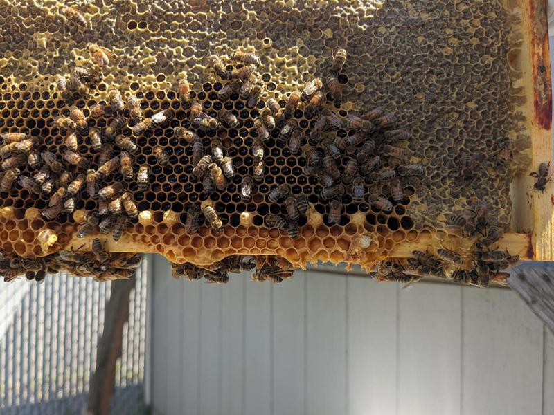 Why We Started Beekeeping—And How It's Going!