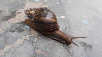 a snail crawling over a rock