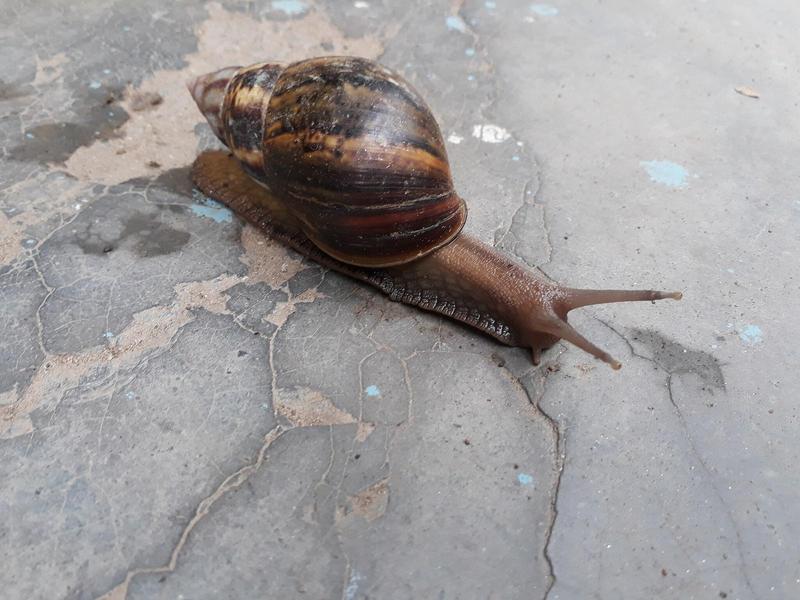 a snail crawling over a rock