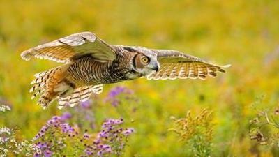 great horned owl in flight over a meadow of flowers