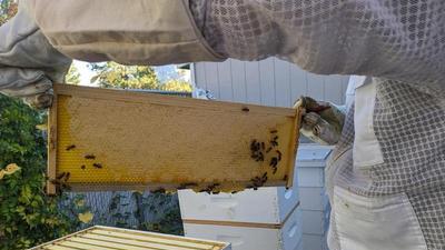 a man in a white bee suit holding up a frame from a beehive, which has capped joney covering 70% of it and some bees crawling on it 