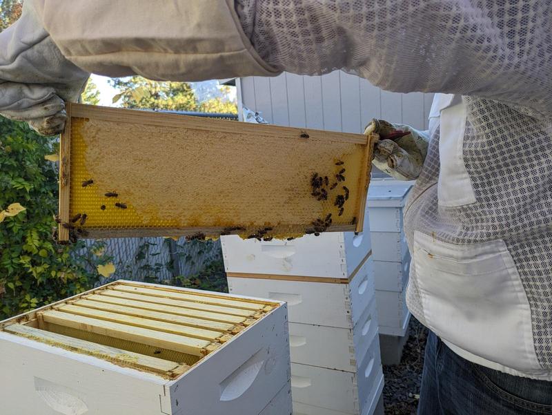 a man in a white bee suit holding up a frame from a beehive, which has capped joney covering 70% of it and some bees crawling on it 