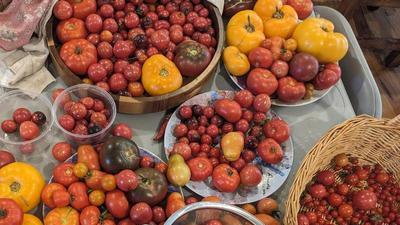 heirloom tomatoes, big and small, piled on plates, bowls, and in a basket