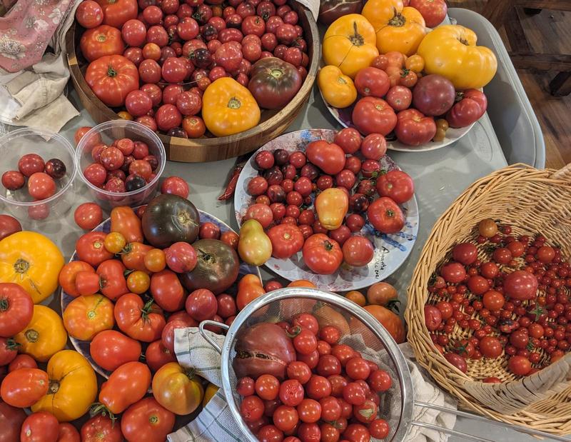 heirloom tomatoes, big and small, piled on plates, bowls, and in a basket