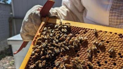 honeybees crawling over a brood frame in the sunlight