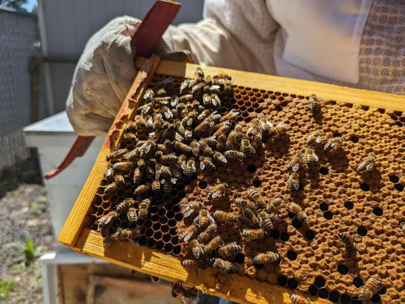 honeybees crawling over a brood frame in the sunlight