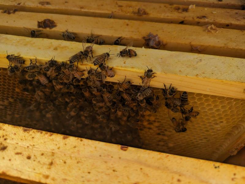 Bees: Splitting a Hive That Survived the Winter