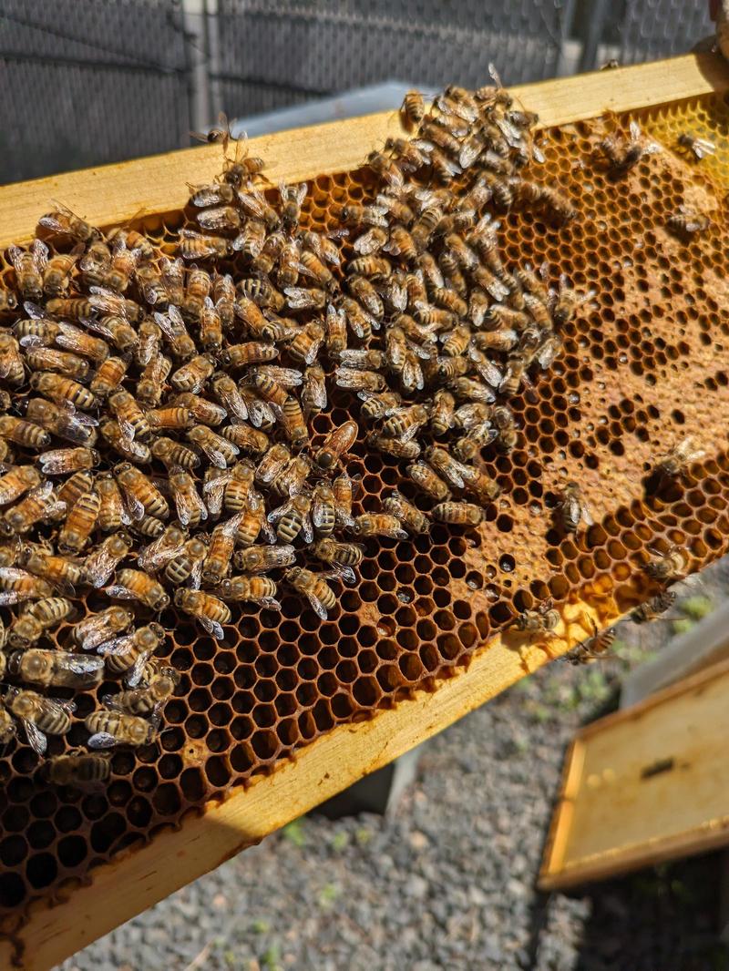 Bees: Splitting a Hive That Survived the Winter