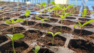 a black plastic seed tray with little two-leafed seedlings poking out of their dirt