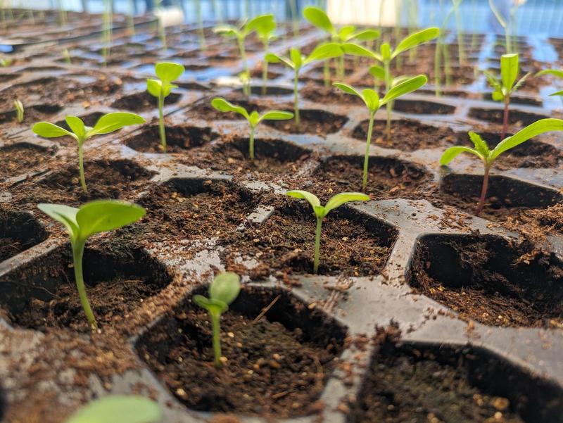 a black plastic seed tray with little two-leafed seedlings poking out of their dirt